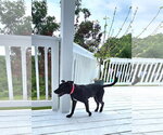 Small #14 Labrador Retriever Mix
