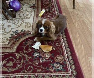 Mother of the Cavalier King Charles Spaniel puppies born on 05/11/2026