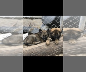 German Shepherd Dog Puppy for sale in FRENCH CAMP, CA, USA