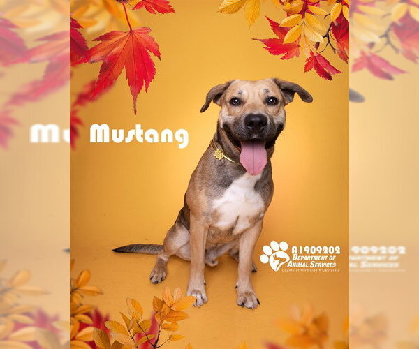 Medium Photo #1 Mutt Puppy For Sale in Riverside, CA, USA