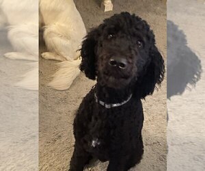 Father of the Goldendoodle puppies born on 05/15/2026