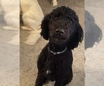 Small Photo #1 Goldendoodle Puppy For Sale in PARKER CITY, IN, USA
