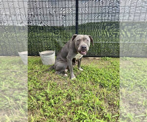 Medium Photo #3 Mutt Puppy For Sale in Abbeville, LA, USA