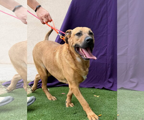 Medium Photo #4 Mastiff Puppy For Sale in Goodyear, AZ, USA