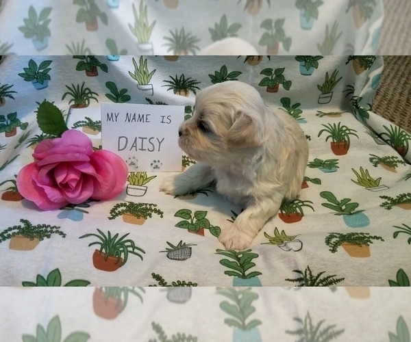 Medium Photo #1 Maltipoo (Miniature) Puppy For Sale in BROOKFIELD, MO, USA