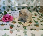Puppy Daisy Maltipoo (Miniature)