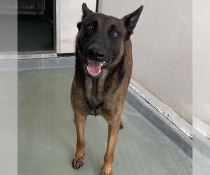Mutt Dogs for adoption in Riverside, CA, USA