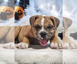 Puppy Ozzy Olde English Bulldogge
