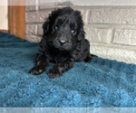 Small Photo #5 Aussiedoodle Puppy For Sale in INDIANAPOLIS, IN, USA