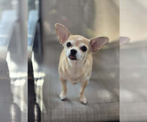 Medium Photo #3 Chihuahua Puppy For Sale in Sandy, UT, USA