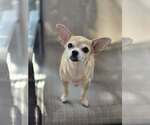 Small #2 Chihuahua