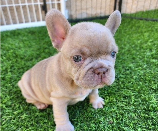 Medium Photo #15 French Bulldog Puppy For Sale in LAS VEGAS, NV, USA