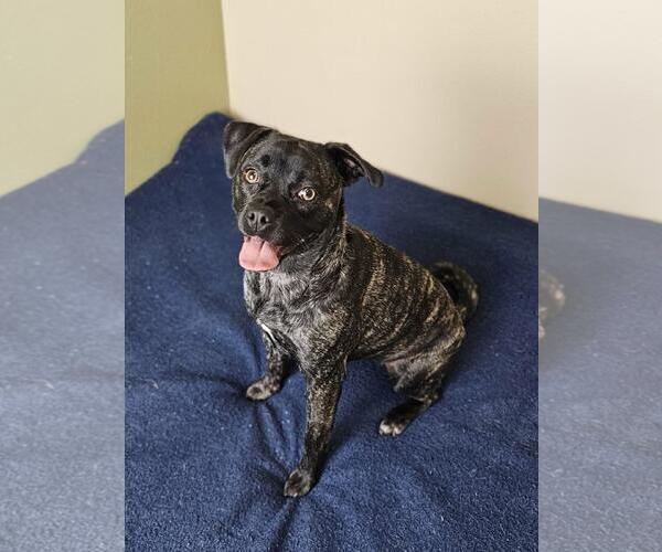 Medium Photo #3 Pug-Unknown Mix Puppy For Sale in Rockwall, TX, USA