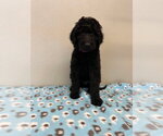 Small #3 Golden Retriever