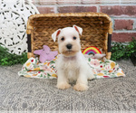 Small #12 Schnauzer (Miniature)
