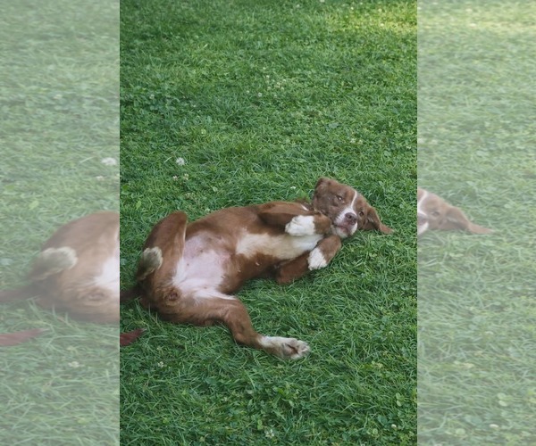 Medium Photo #3 Aussiedor Puppy For Sale in Oakhurst, NJ, USA