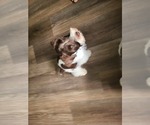Small #3 Schnauzer (Miniature)