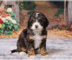 Kendrick - Male Bernedoodle (Miniature) Puppy for Sale - Photo #3