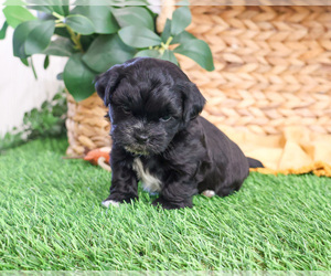 ShihPoo Puppy for sale in SYRACUSE, IN, USA