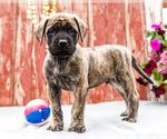 Small Photo #34 Mastiff Puppy For Sale in WAKARUSA, IN, USA