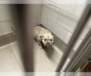 American Pit Bull Terrier-Unknown Mix Dogs for adoption in Aurora, IL, USA
