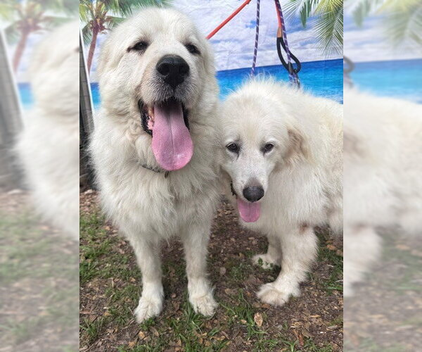 Medium Photo #10 Great Pyrenees Puppy For Sale in Spring, TX, USA