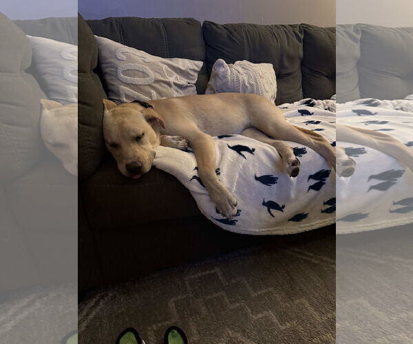 Medium Photo #9 Labrador Retriever-Unknown Mix Puppy For Sale in Minneapolis, MN, USA