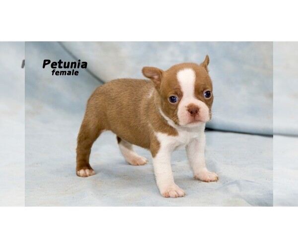 Medium Photo #33 Boston Terrier Puppy For Sale in CLARE, MI, USA