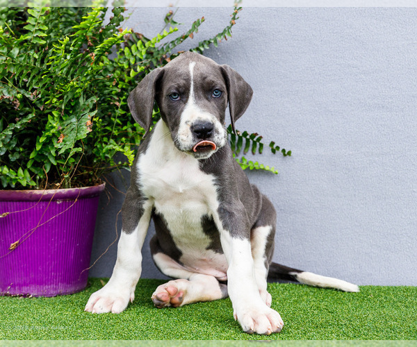 Medium Photo #170 Great Dane Puppy For Sale in WAKARUSA, IN, USA