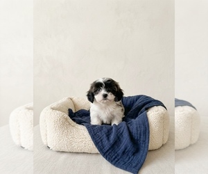 YorkiePoo Puppy for sale in DAWSONVILLE, GA, USA
