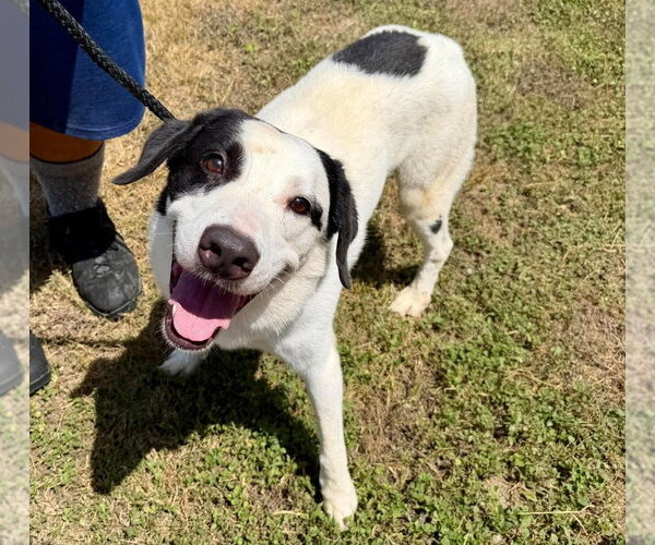 Medium Photo #2 Mutt Puppy For Sale in Abbeville, LA, USA