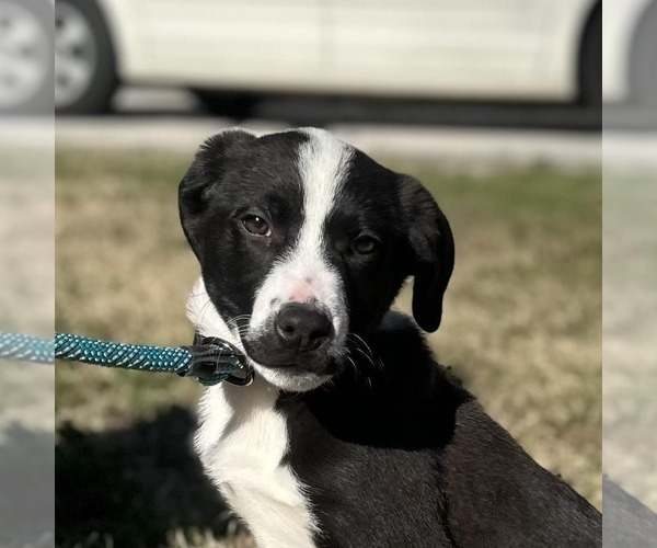 Medium Photo #1 Labrador Retriever Puppy For Sale in Yardley, PA, USA