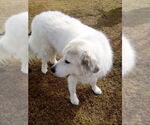 Small #6 Great Pyrenees