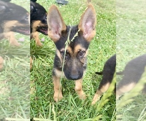 German Shepherd Dog Puppy for sale in RIGA, MI, USA