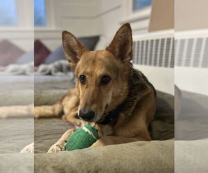 German Shepherd Dog Dogs for adoption in Hudson, NY, USA