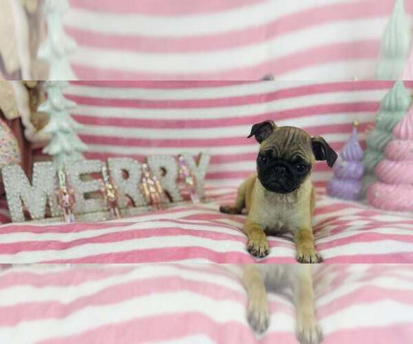 Medium Photo #1 Pug Puppy For Sale in CINCINNATI, OH, USA