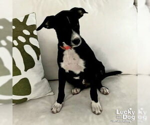 Mutt Dogs for adoption in Washington, DC, USA