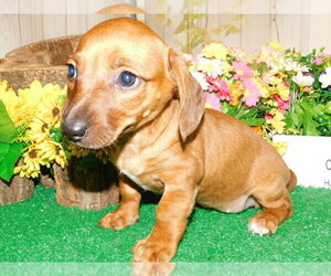 Dachshund Puppy for sale in HAMMOND, IN, USA
