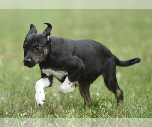 Medium Photo #6 Plott Hound-Unknown Mix Puppy For Sale in Mechanicsburg, PA, USA