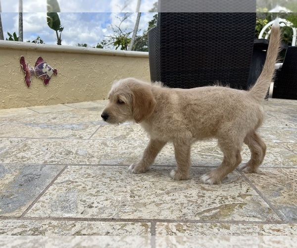 Medium Photo #4 Labradoodle Puppy For Sale in FORT LAUDERDALE, FL, USA