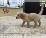 Small #3 Labradoodle