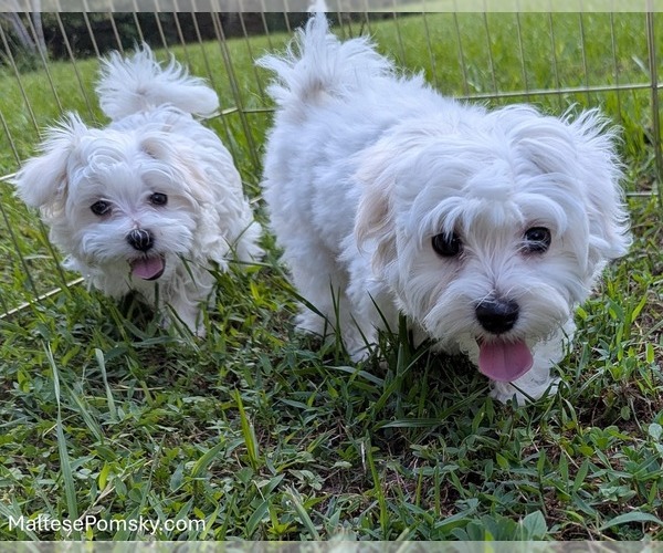 Medium Photo #12 Maltese Puppy For Sale in OCALA, FL, USA
