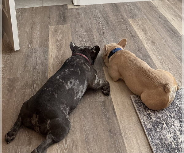 Medium Photo #5 French Bulldog Puppy For Sale in Valrico, FL, USA