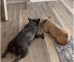 Small #4 French Bulldog