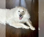 Small #18 Great Pyrenees