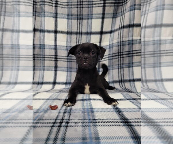 Medium Photo #4 Chug Puppy For Sale in Lincolnwood, IL, USA