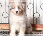 Small #1 Aussiedoodle Miniature 