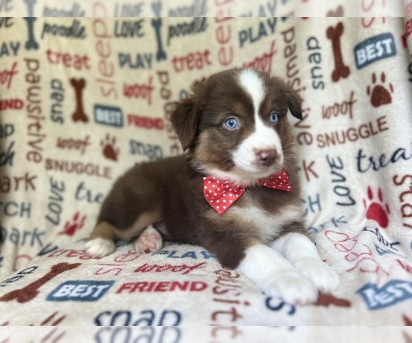 Medium Photo #2 Miniature Australian Shepherd Puppy For Sale in LAKELAND, FL, USA