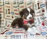 Small #1 Miniature Australian Shepherd
