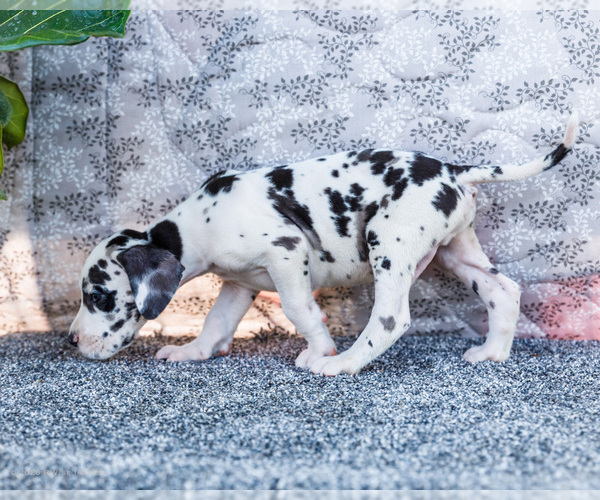 Medium Photo #35 Great Dane Puppy For Sale in WAKARUSA, IN, USA